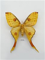 藏品(世界最大長尾蛾)的圖片